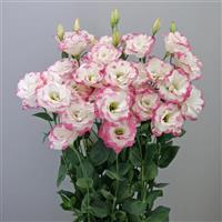 Megalo 3 Pink Picotee Lisianthus