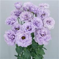 Megalo 3 Wisteria Lisianthus