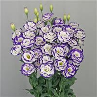 Megalo 3 Blue Picotee Improved Lisianthus