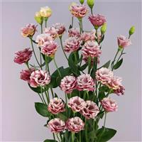 Pics 2 Pink Lisianthus