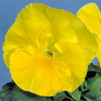 Crown Cream Pansy