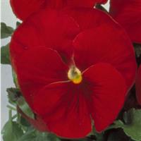 Crown Rose Pansy