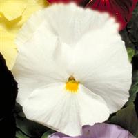 Crown White Pansy