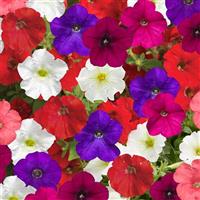 FlashForward Mix Petunia