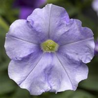 FlashForward Sky Blue Petunia