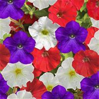 FlashForward Patriot Mix Petunia