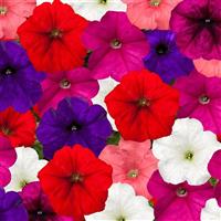 FotoFinish Mix Petunia