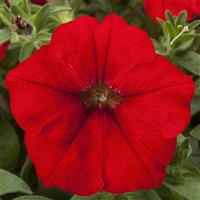 FotoFinish Red Petunia