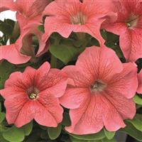 Success HD Salmon Petunia