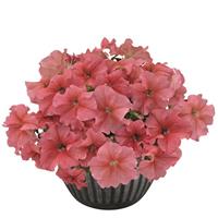 Success HD Salmon Petunia