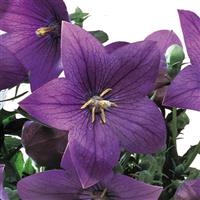 Platycodon Astra Blue