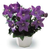 Platycodon Astra Blue
