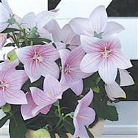 Platycodon Astra Pink