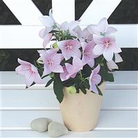 Platycodon Astra Pink