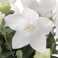 Platycodon Astra White