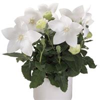 Platycodon Astra White
