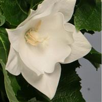 Platycodon Astra Semi Double White