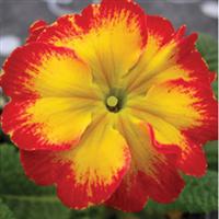 SuperNova Fire Primula