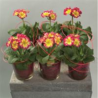 SuperNova Fire Primula