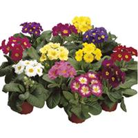 SuperNova Mix Primula