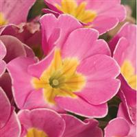 SuperNova Pink Primula