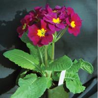 SuperNova Red Primula