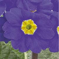 SuperNova Sky Blue Primula
