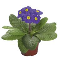 SuperNova Sky Blue Primula