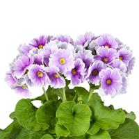 Touch Me Midi Blue White Primula