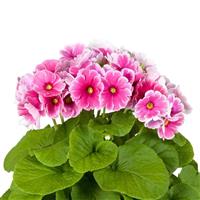 Touch Me Midi Red White Primula