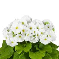 Touch Me Midi White Primula