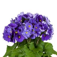 Touch Me Midi Dark Blue Primula