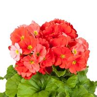 Touch Me Midi Dark Orange Primula