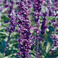 Evolution Violet Salvia