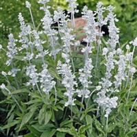 Evolution White Salvia
