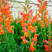 Exquisite Orange Sunset Snapdragon