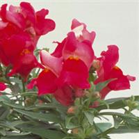 Floral Showers Deep Rose Snapdragon