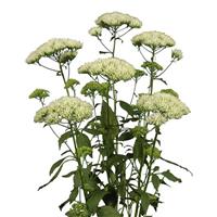 Supreme Early White Trachelium
