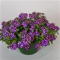 Obsession Purple Shades With Eye Verbena