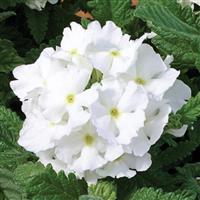 Tuscany White Verbena