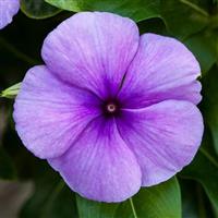 Blockbuster Blue Vinca