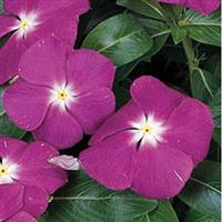 Victory Blue Vinca