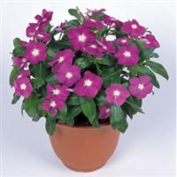 Victory Blue Vinca