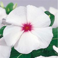 Victory Bright Eye Vinca