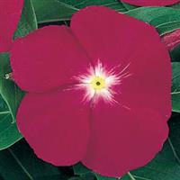 Victory Carmine Vinca