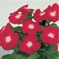 Victory Cranberry Vinca