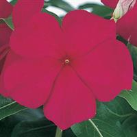 Victory Grape Vinca
