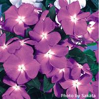 Victory Lavender Vinca