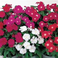 Victory Mix Vinca