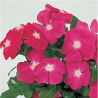 Victory Purple Vinca